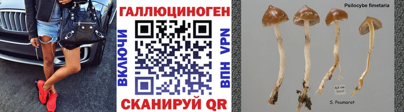 Псилоцибиновые грибы ЛСД  Бологое 
